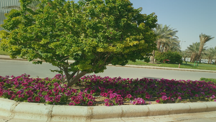 Landscape Architecture